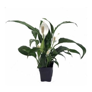 A peace lily with dark leaves in a black pot