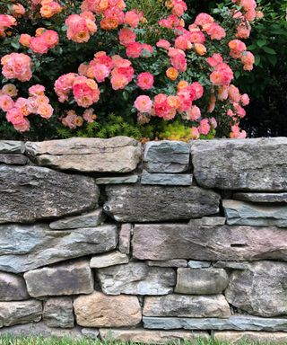 A dark and light gray natural stone wall in a backyard with a bush of pink flowers behind it