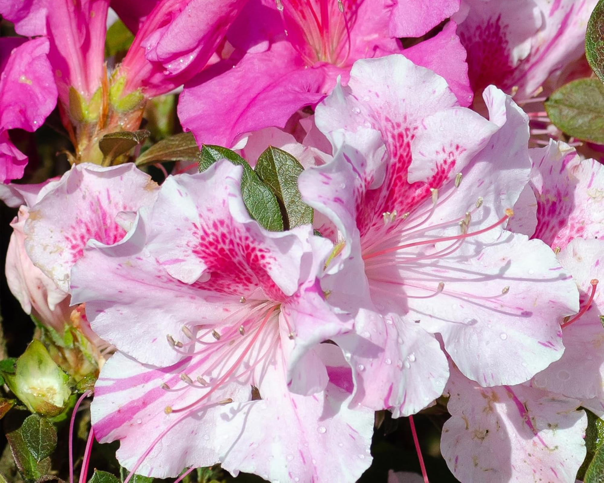 Closeup of Autumn Twist Encore azalea