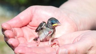 Baby Sparrow sat inside someone's open hands