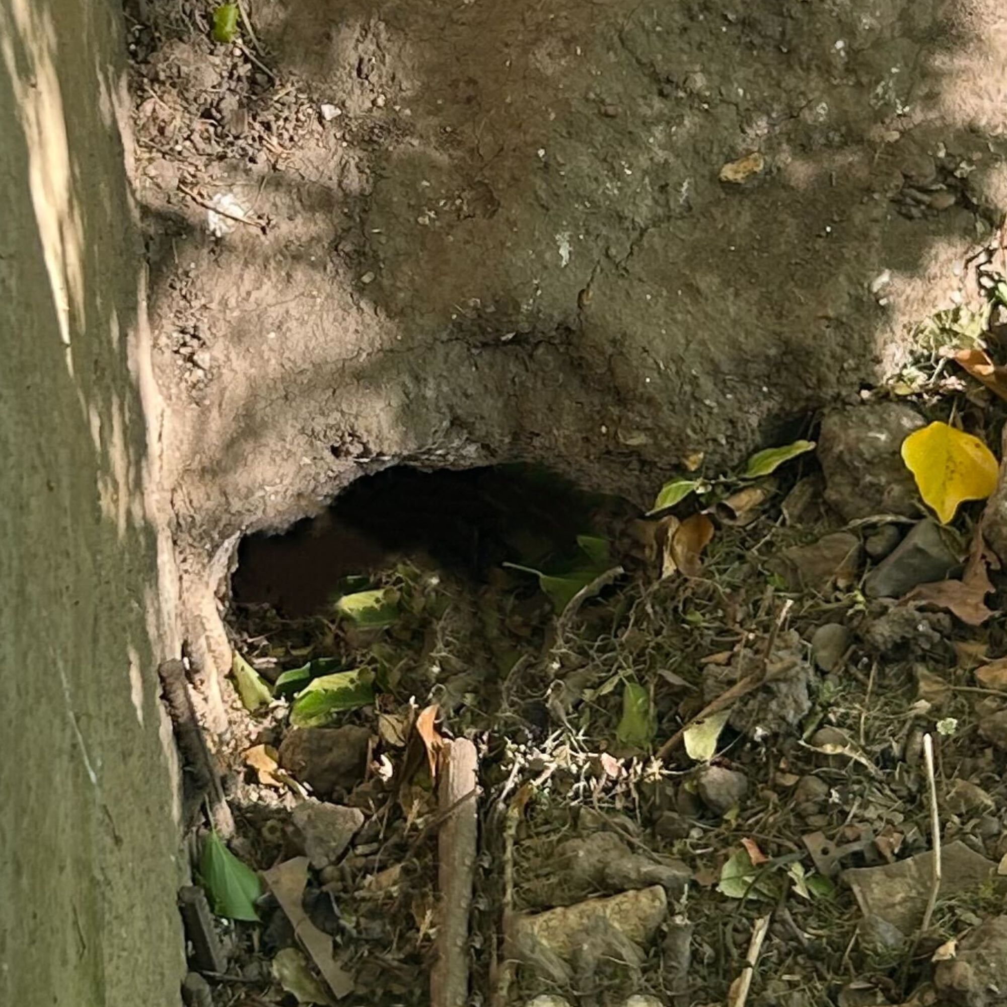 A deep hole for a badger sett dug into earthy ground
