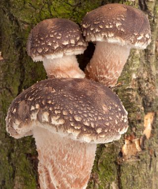 mushrooms shiitake fungi growing on a log