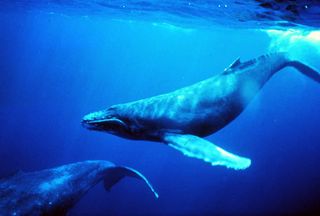 Why Whales Sing | Live Science
