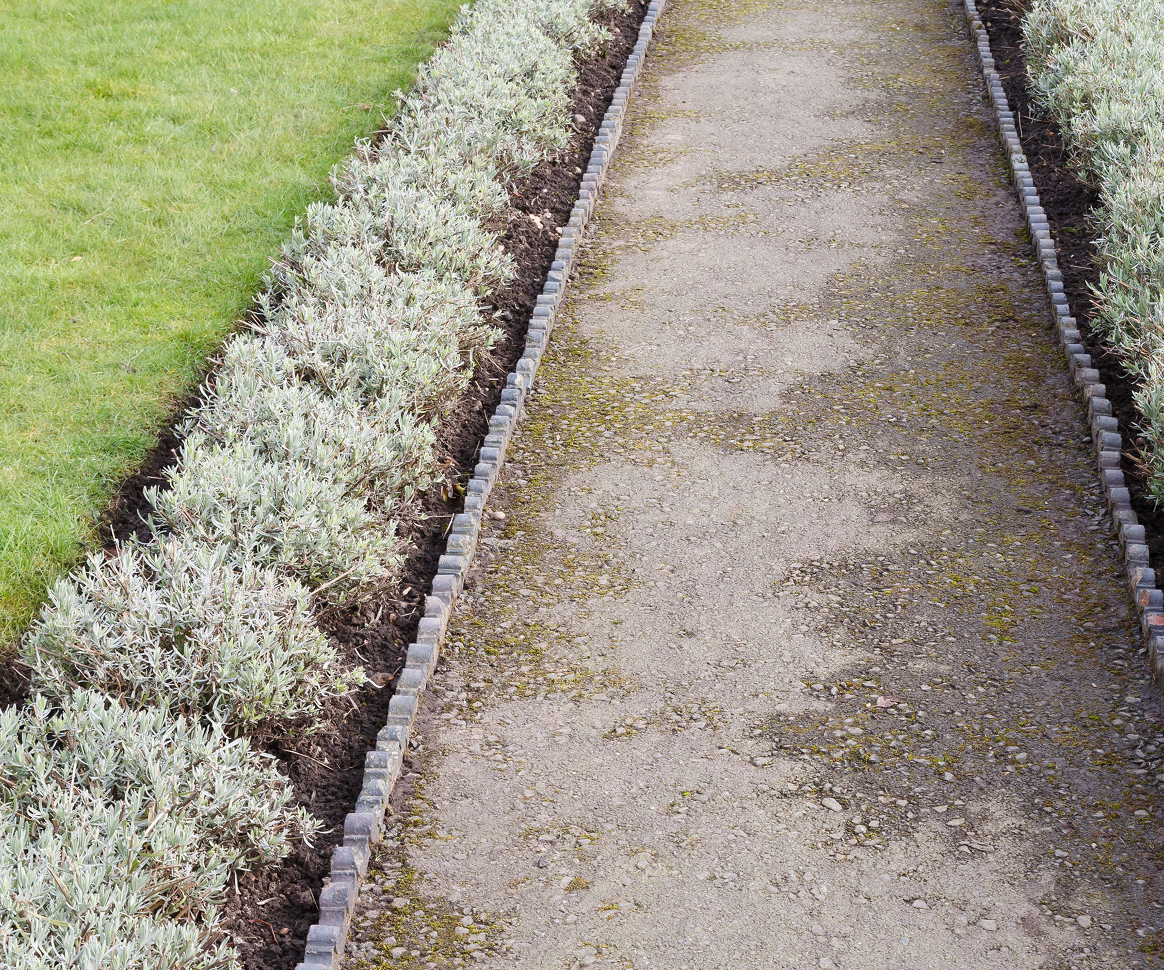 A path lined with victorian edging stone and lavender plants