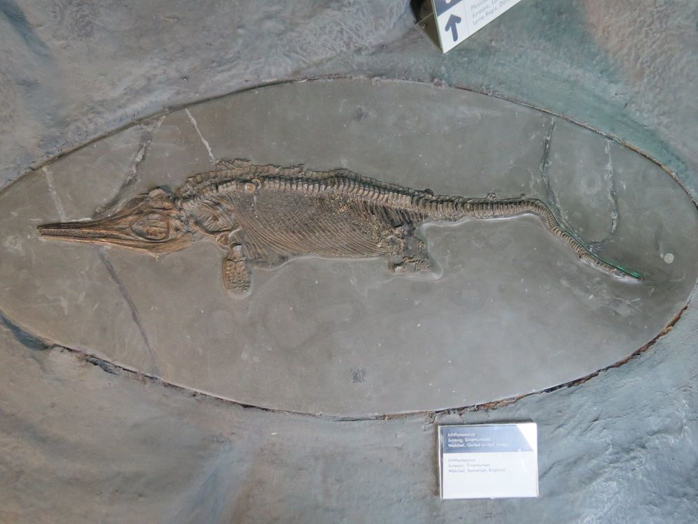 ichthyosaur fossil