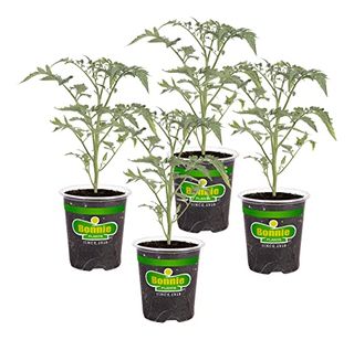 Bonnie Plants Early Girl Tomato 19.3 Oz. 4-Pack