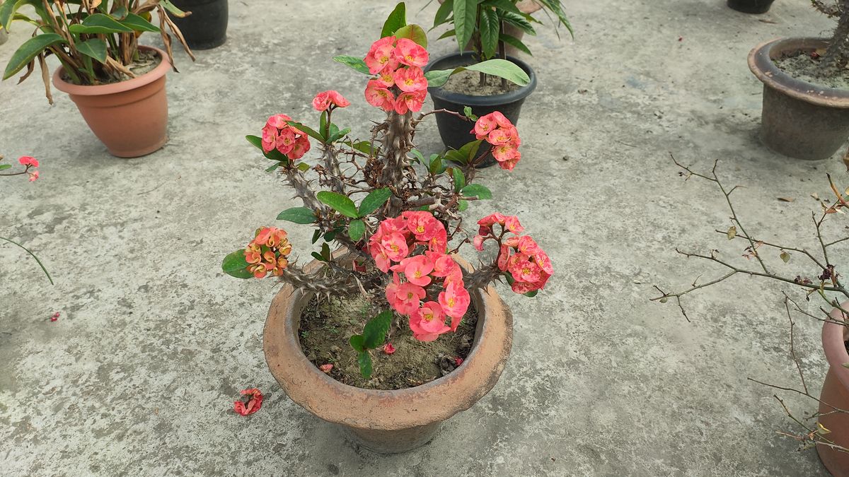 RedMagic 7 phone camera sample