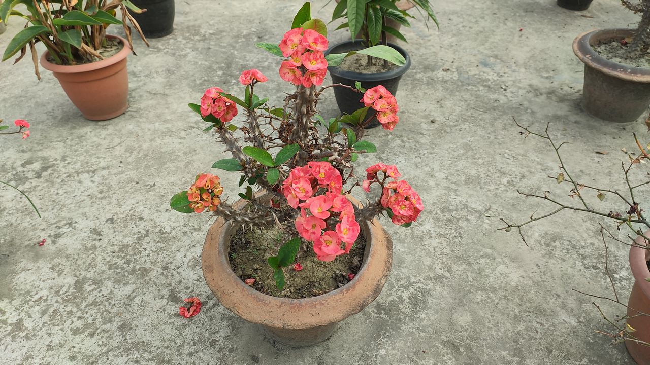 RedMagic 7 phone camera sample