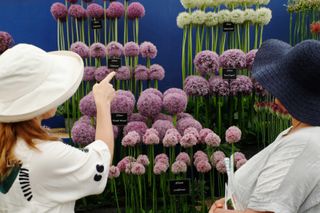 allium display at Hampton Court Flower Show 2019
