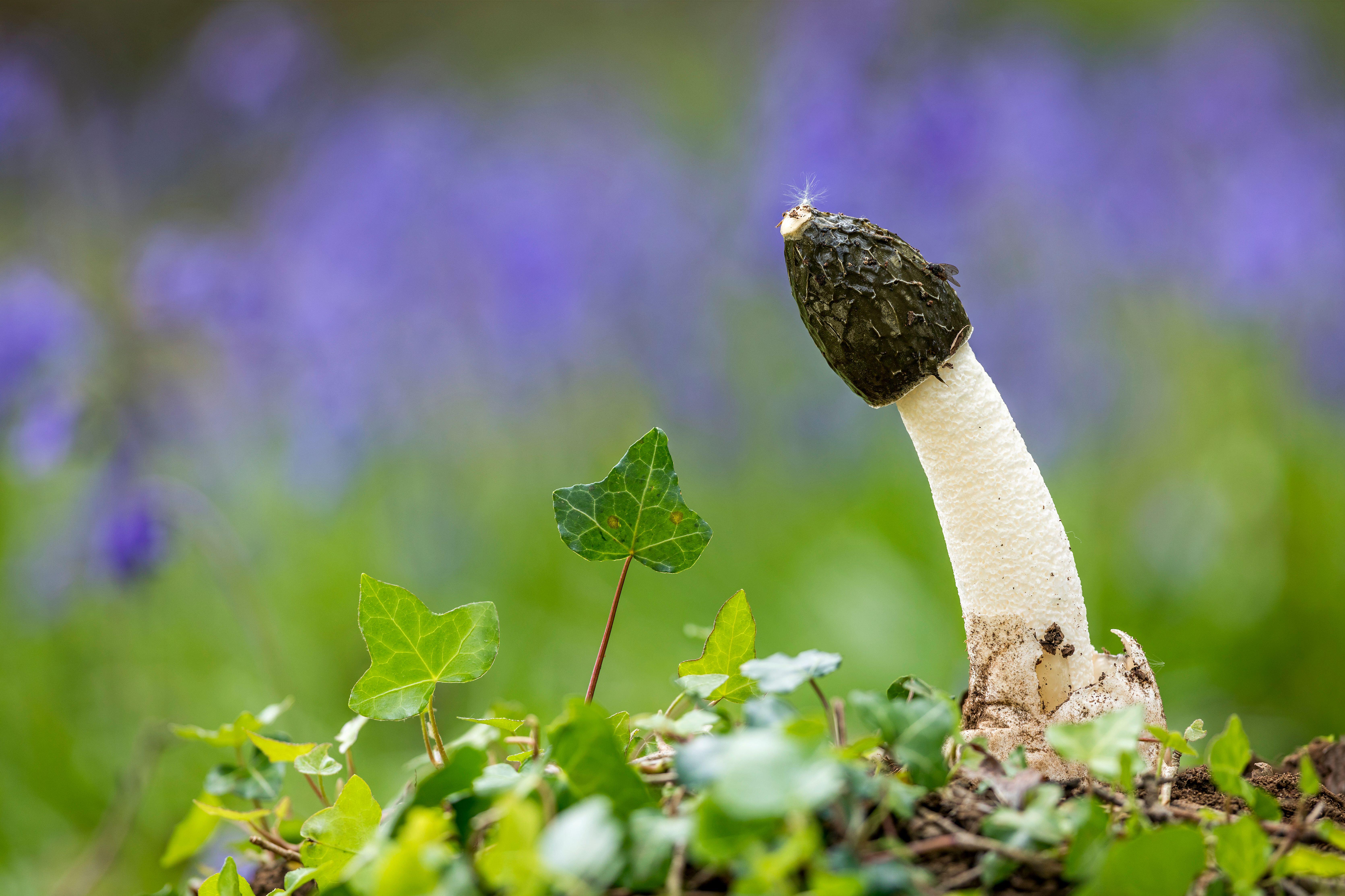 Common Stinkhorn (Phallus impudicus) is a rather phallic shaped mushroom