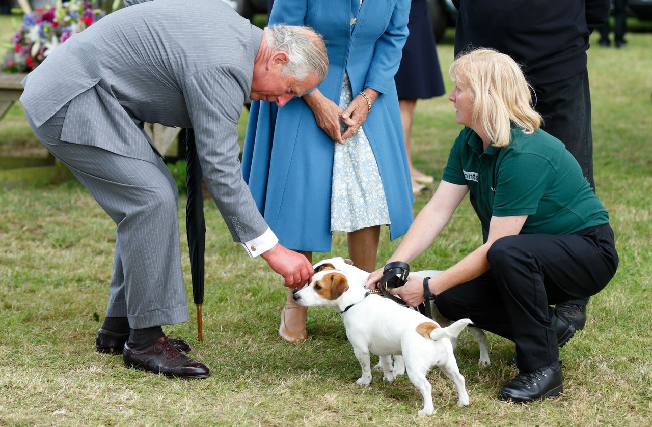 The reign of King Charles has already seen a noticeable change - favorite dog breeds