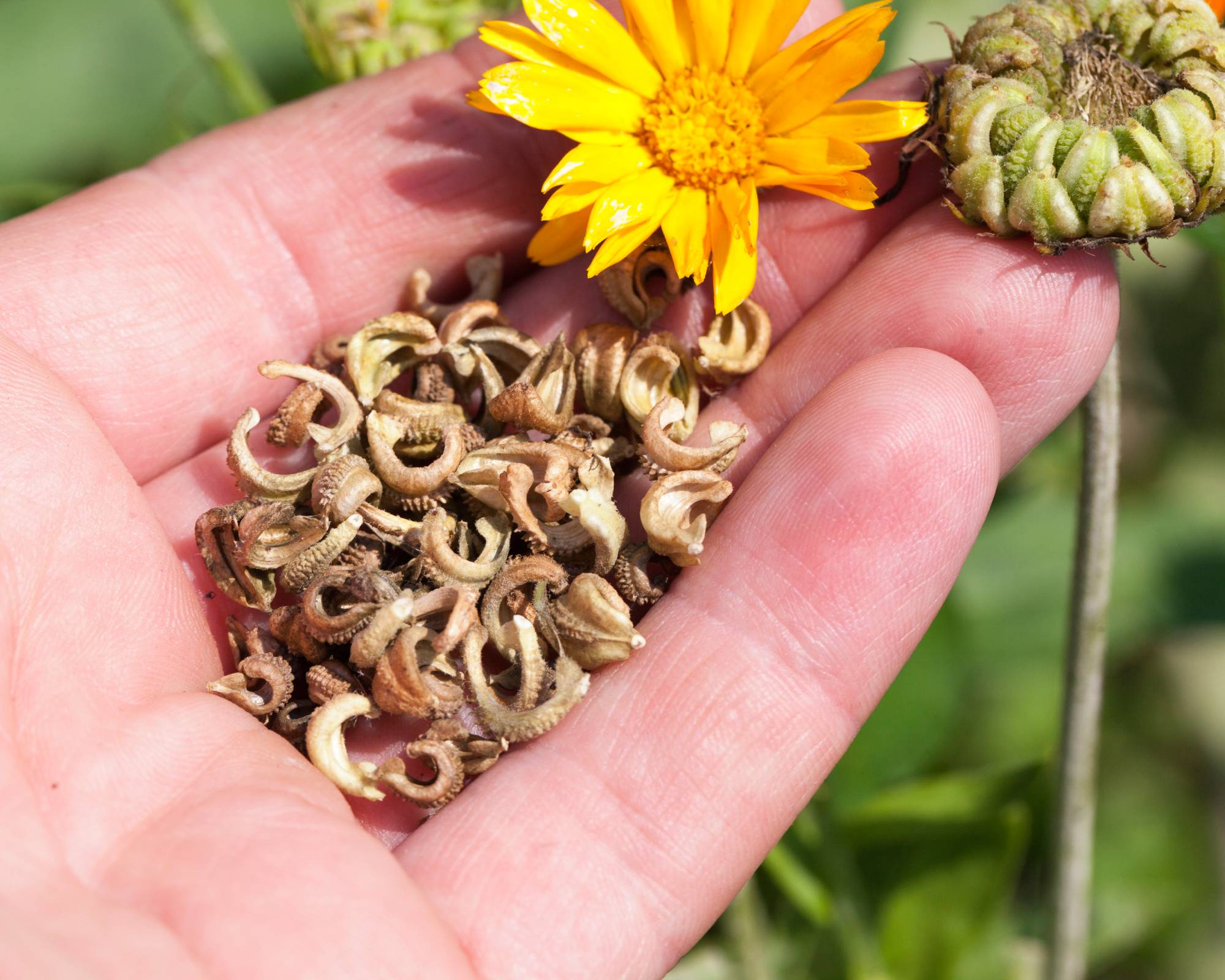 Gardener collects and saves seeds from calendula flower