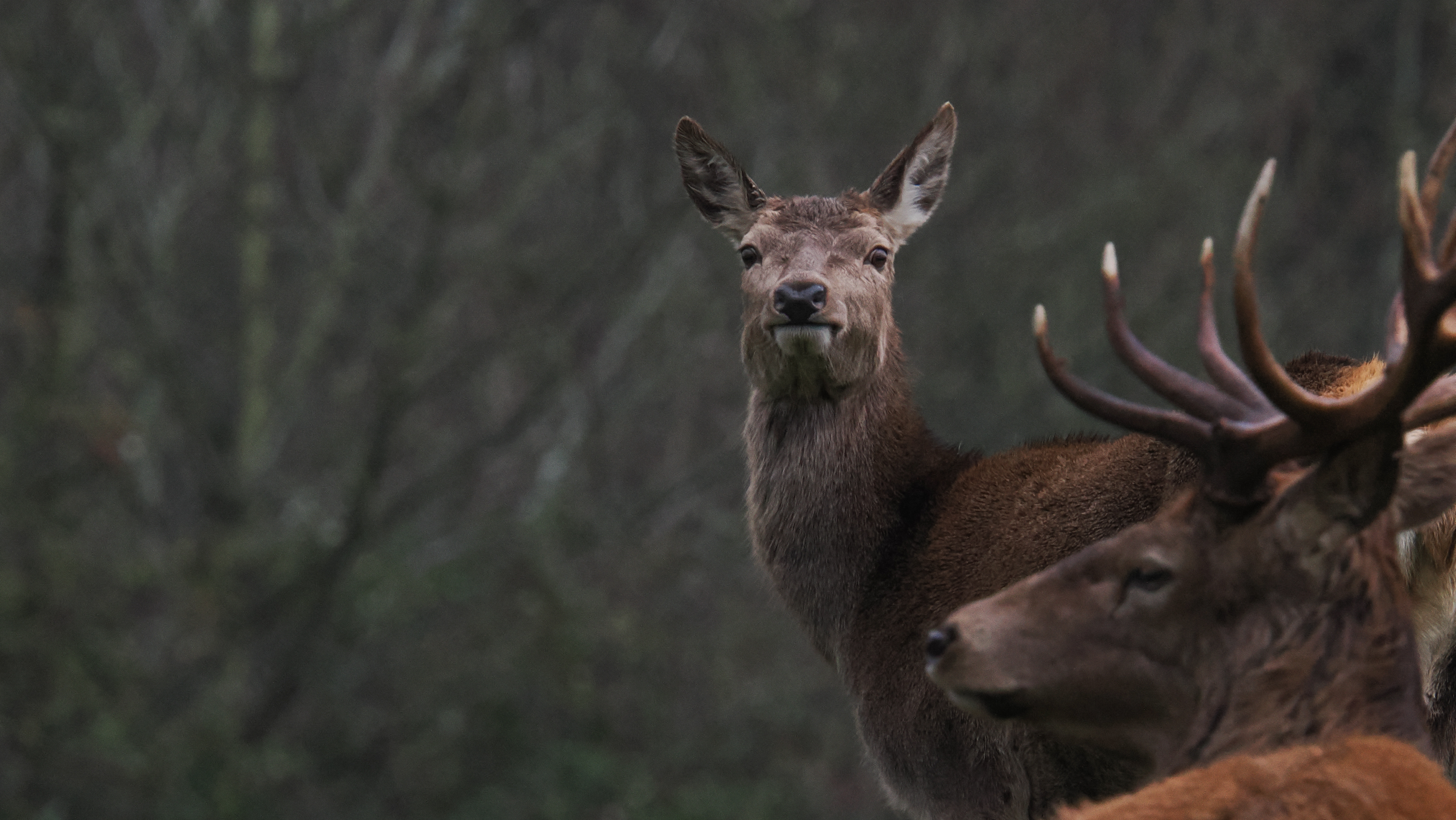 A wildlife photo taken on an OM System OM-1 Mark II mirrorless Micro Four Thirds camera