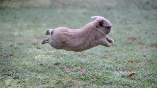 Rabbit jumping in the air