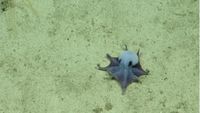 Octopus.