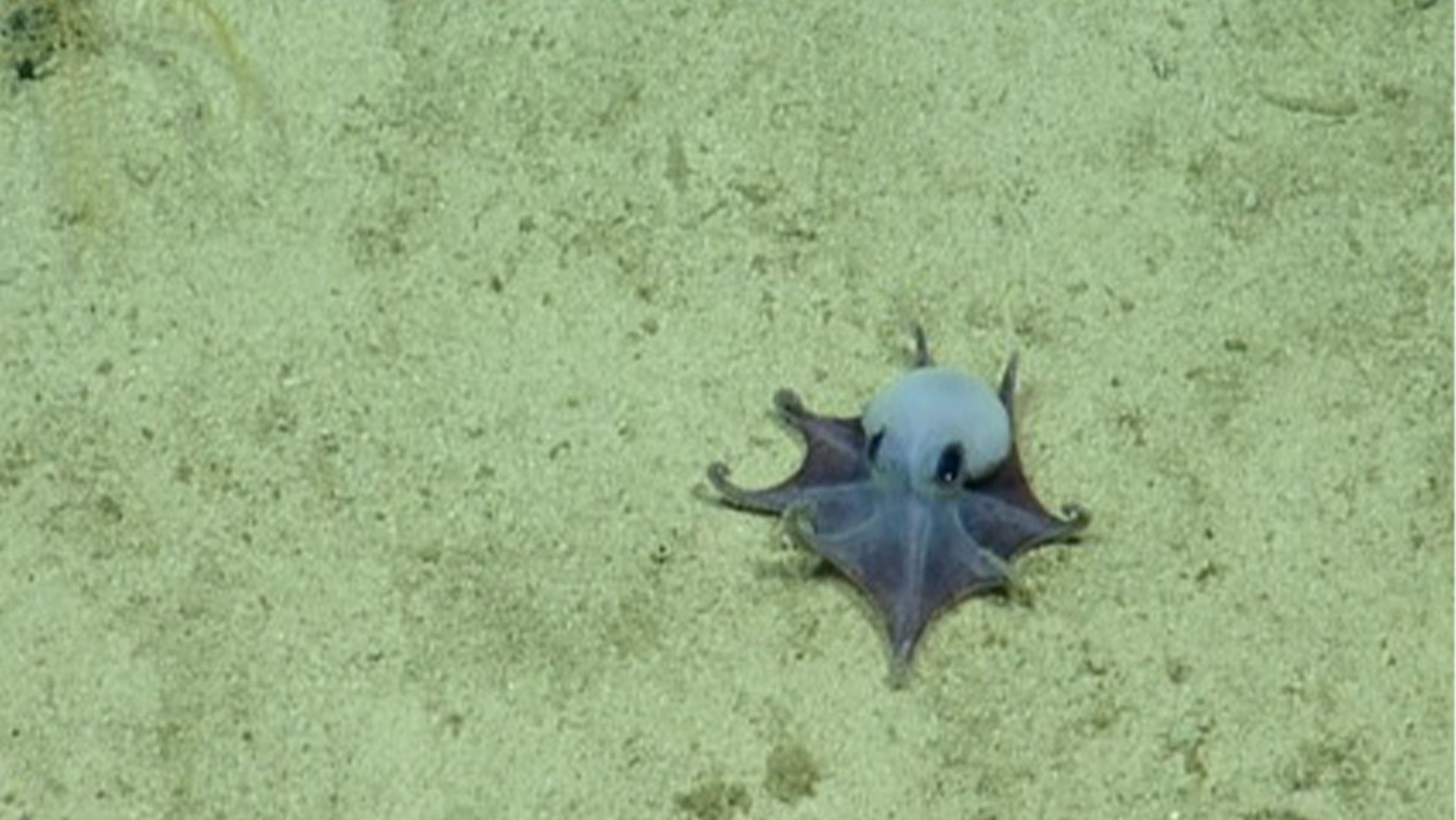 Baffling Blue Deep-Sea Octopus Species Discovered Near Galápagos