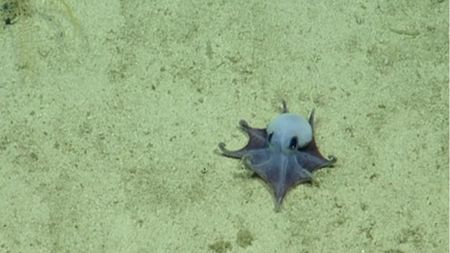 Octopus.