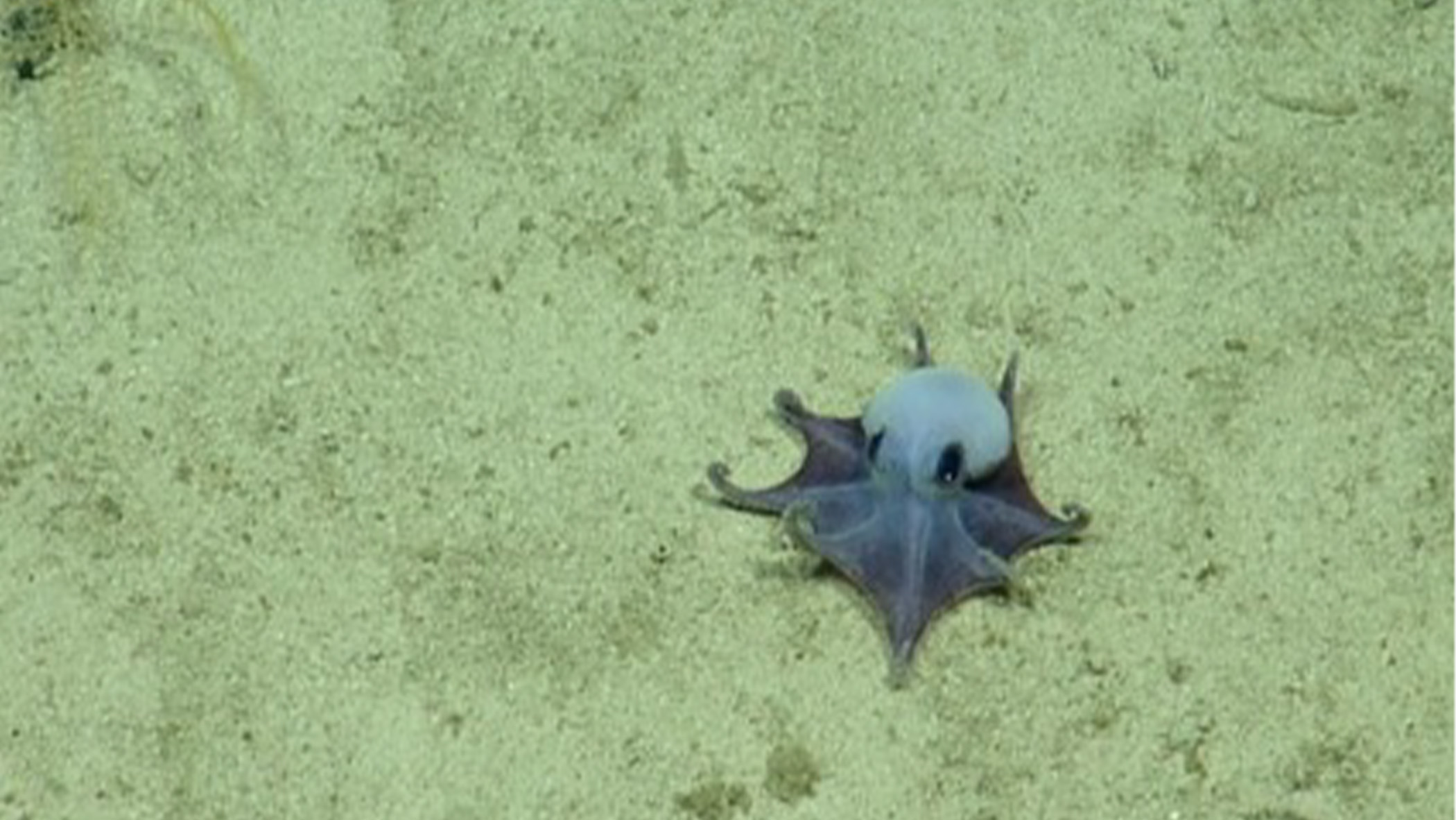Octopus.