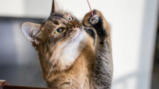 Cat playing with a bell