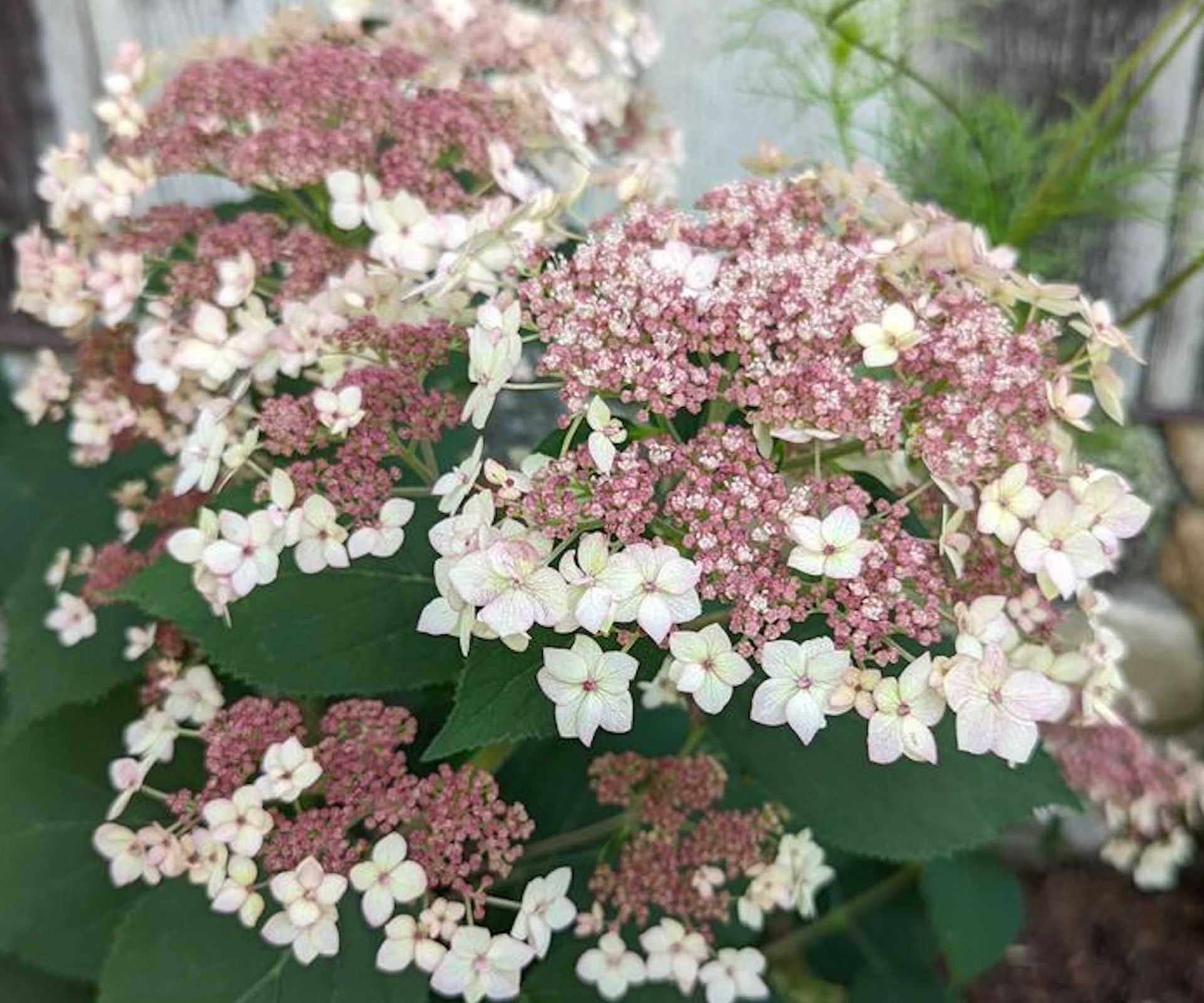 Native Hydrangea Varieties In North America: Hardy Bloomers | Gardening ...