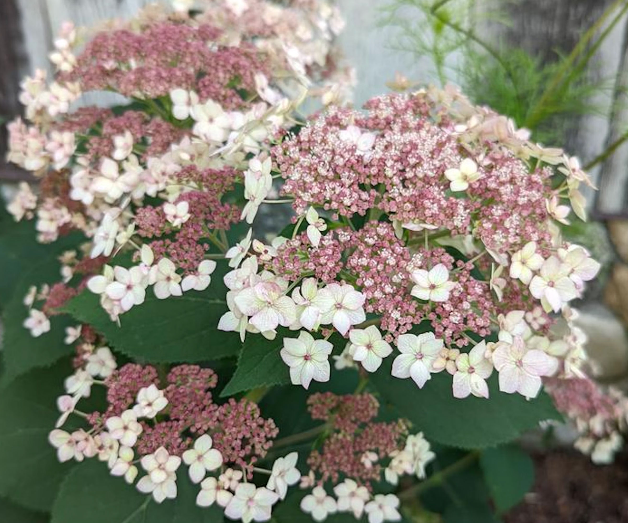 native hydrangea Pinky Pollen Rong in bloom