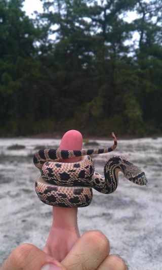 A baby northern pine snake. Adults can grow up to 6 feet long (nearly 2 meters). 