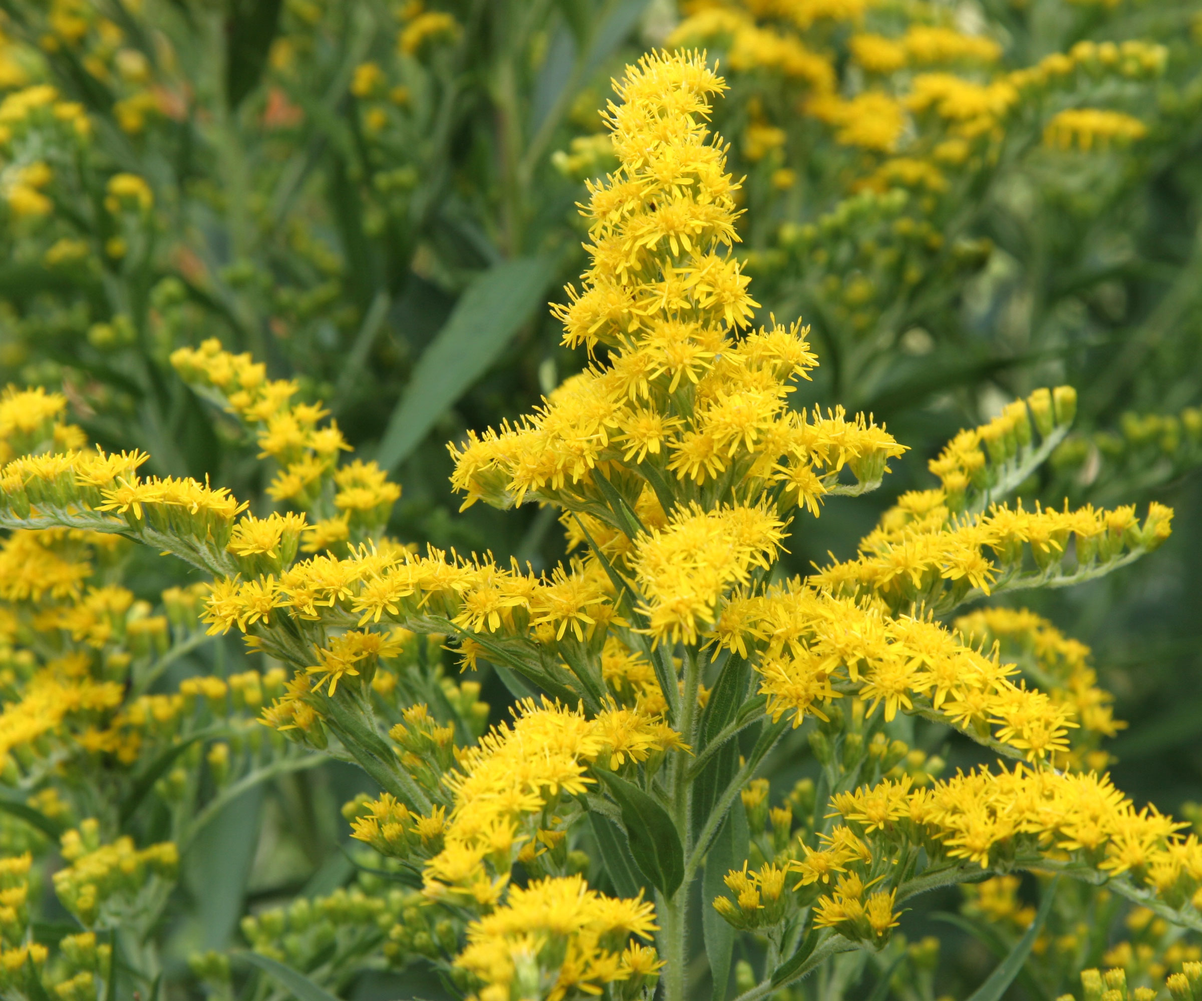 goldenrod plants filled with yellow flowers
