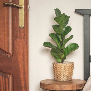 Home plant Ficus lyrata in straw flowerpot on wood stool next to the bed and wooden door