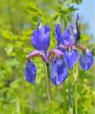 The bristle-pointed iris, or Iris setosa, with blue blooms