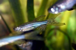 About an inch and half, zebrafish can regrow lost fins.