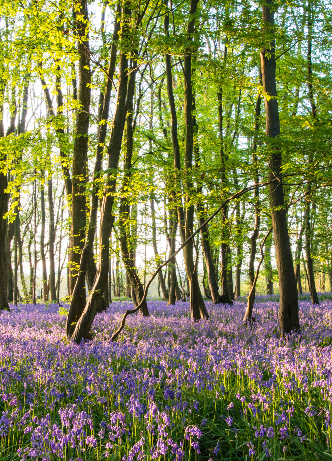 Forest with wildflowers