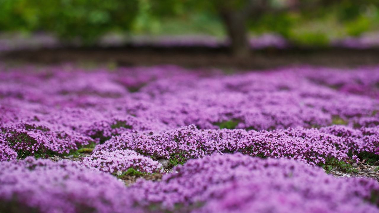 Creeping thyme covering the ground