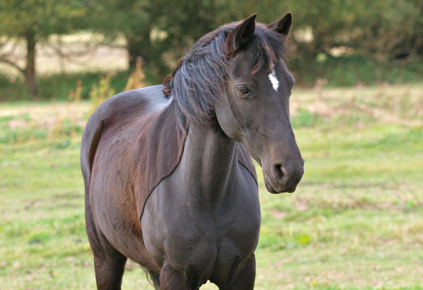 Black horse with a bib clip