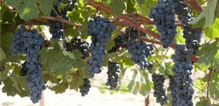 Genetically modified wine grapes