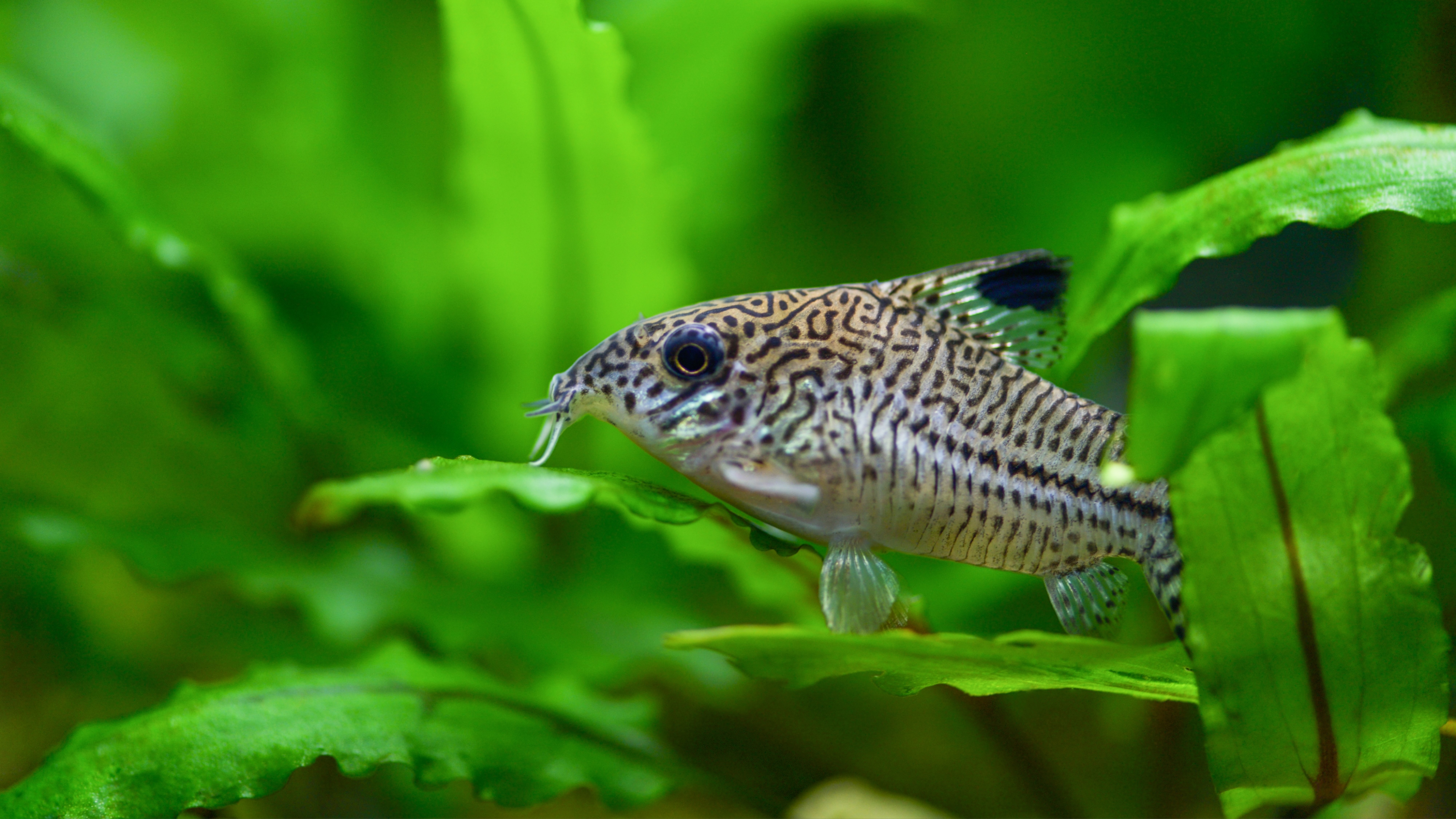 Cory Catfish