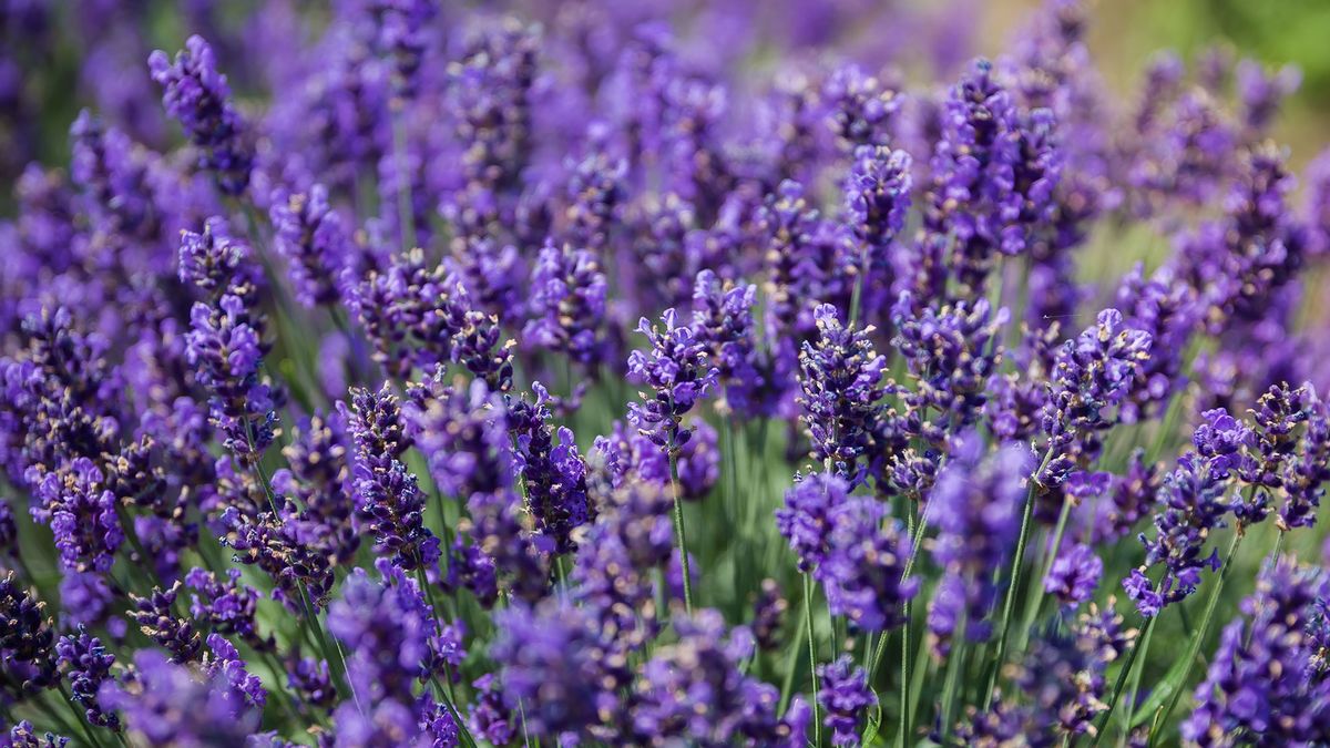 Lavender in bud