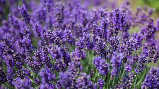 Lavender in bud