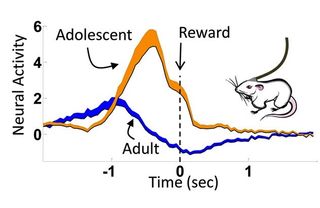 The big difference between the brains of teenage and adult rats occurred in the dorsal striatum, where more activity showed up for teen rats about to get a food pellet.