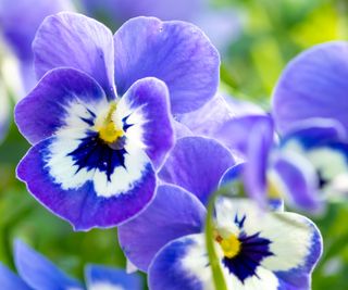 Close up of mauve and white viola flowers