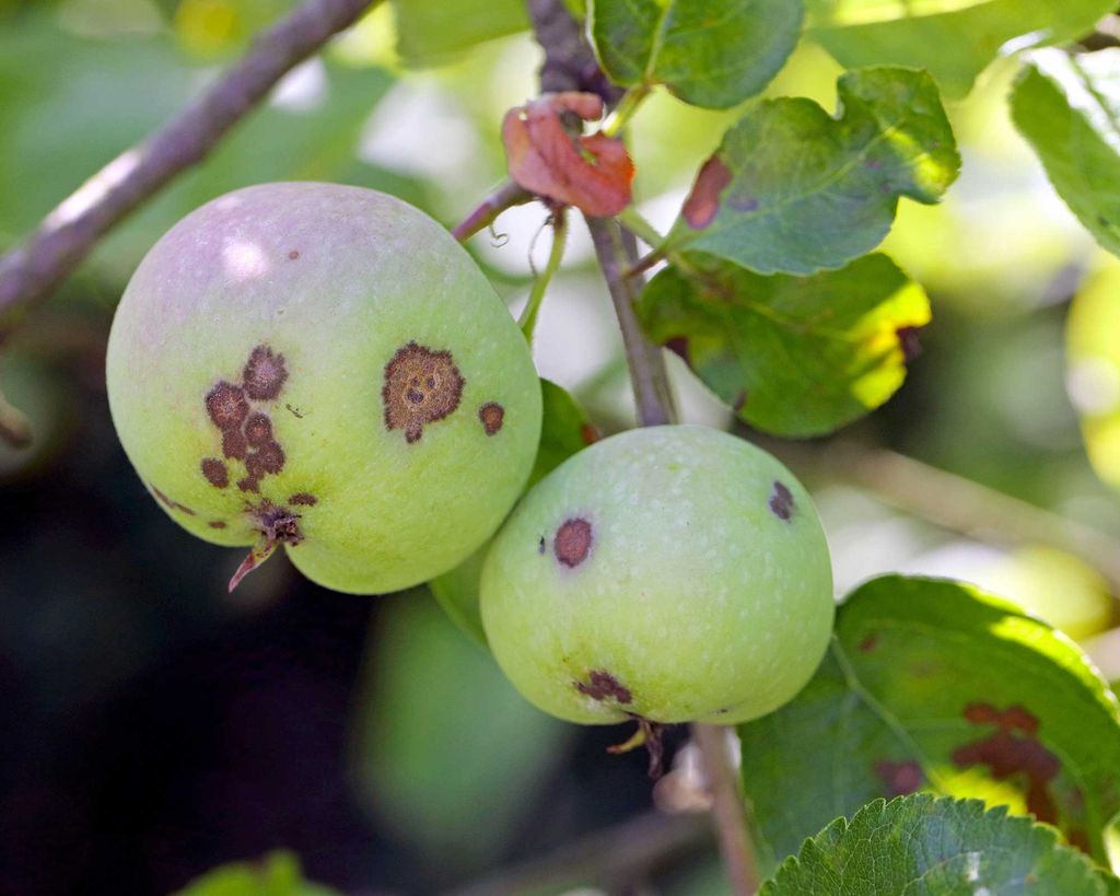 Apple tree diseases: identify and treat 5 common problems | Gardeningetc