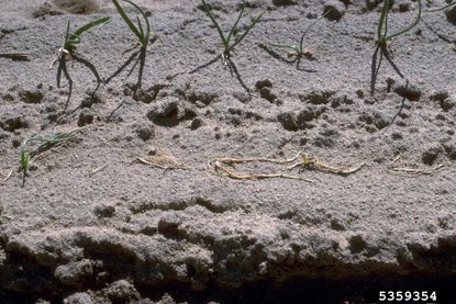 Onion Plants With Pythium Root Rot