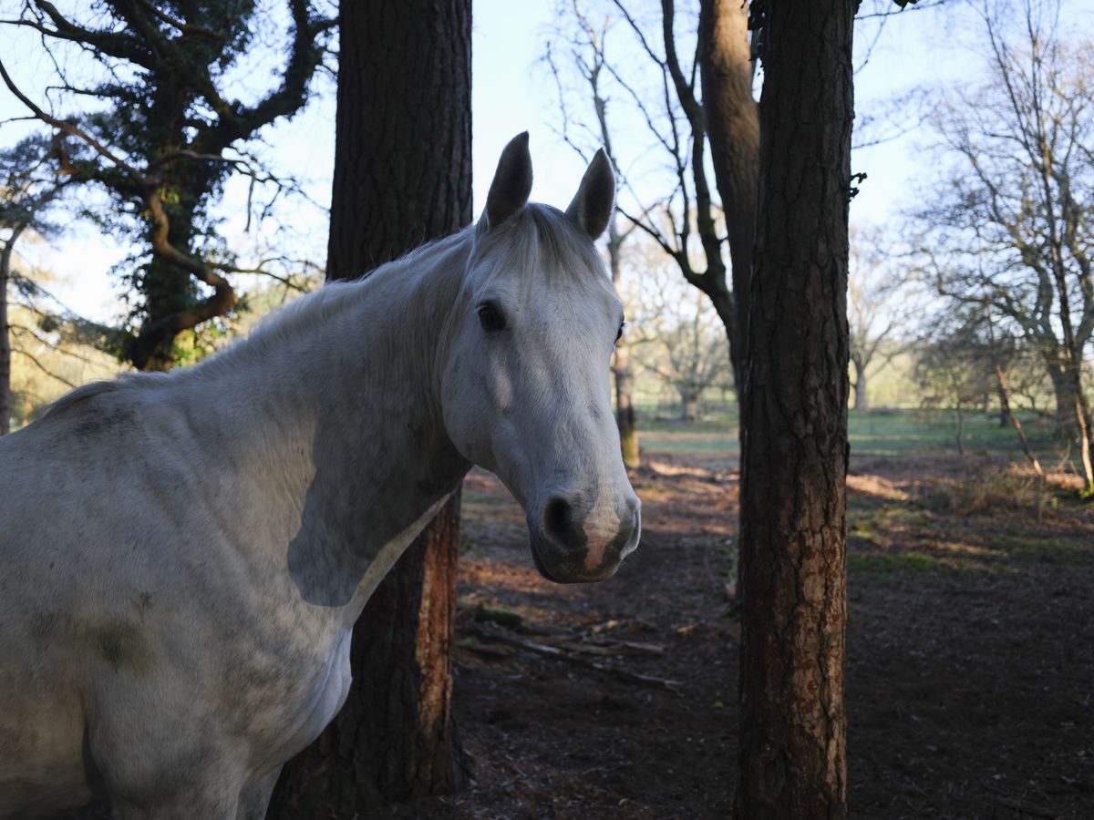Horse in the shade of trees, sunny background
