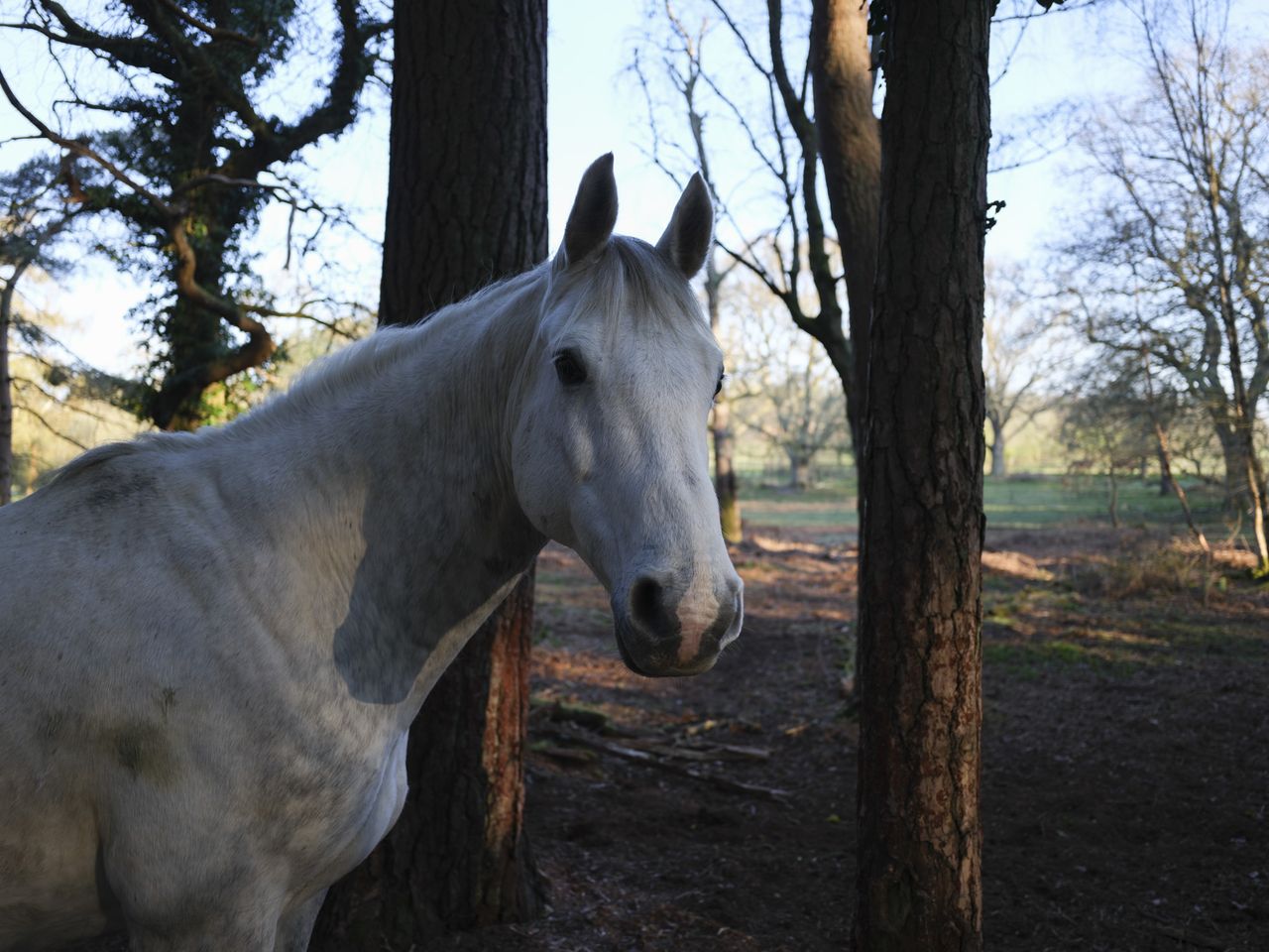 Horse in the shade of trees, sunny background