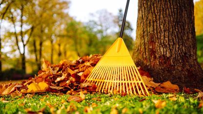 Yellow rake with a pile of leaves