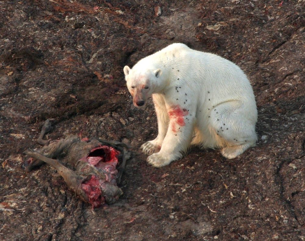 polar bear eats caribou