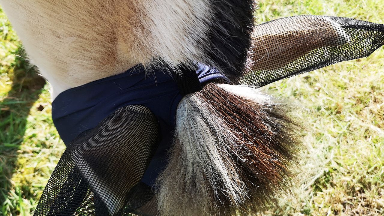 WeatherBeeta Lcyra fly mask from above