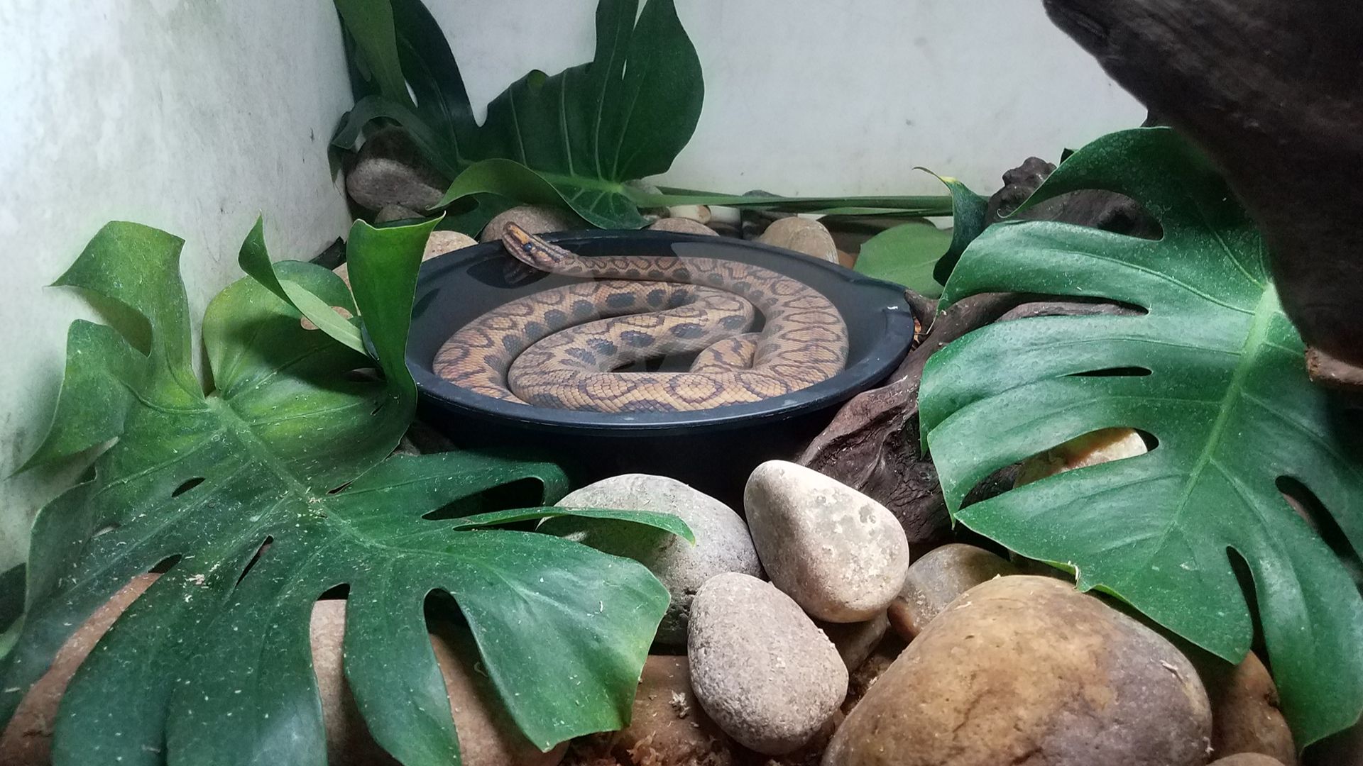 snake in water dish