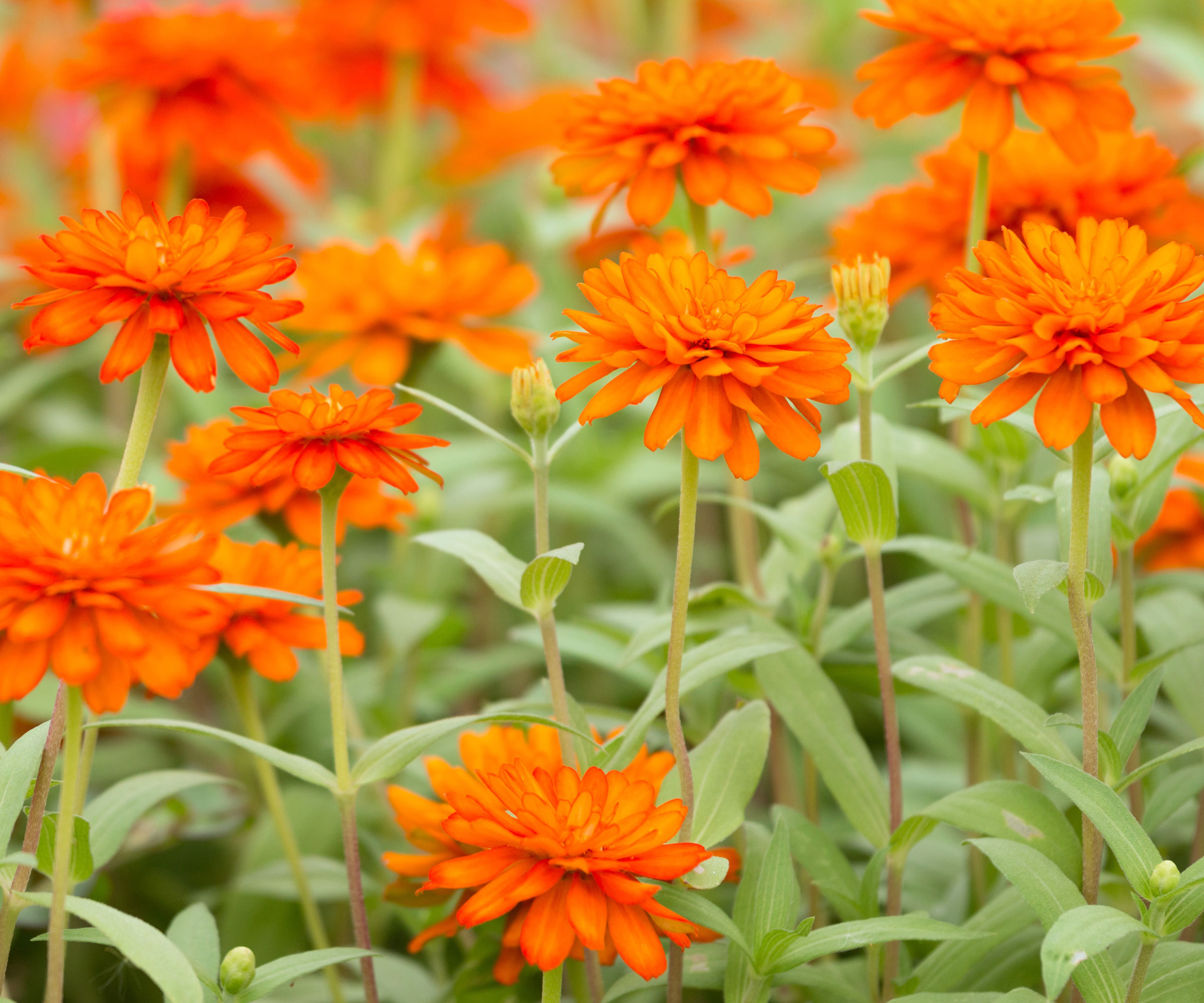 mixed zinnias with large orange flower heads