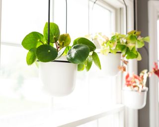 Three Potted Houseplants Hanging in a Sunny Window