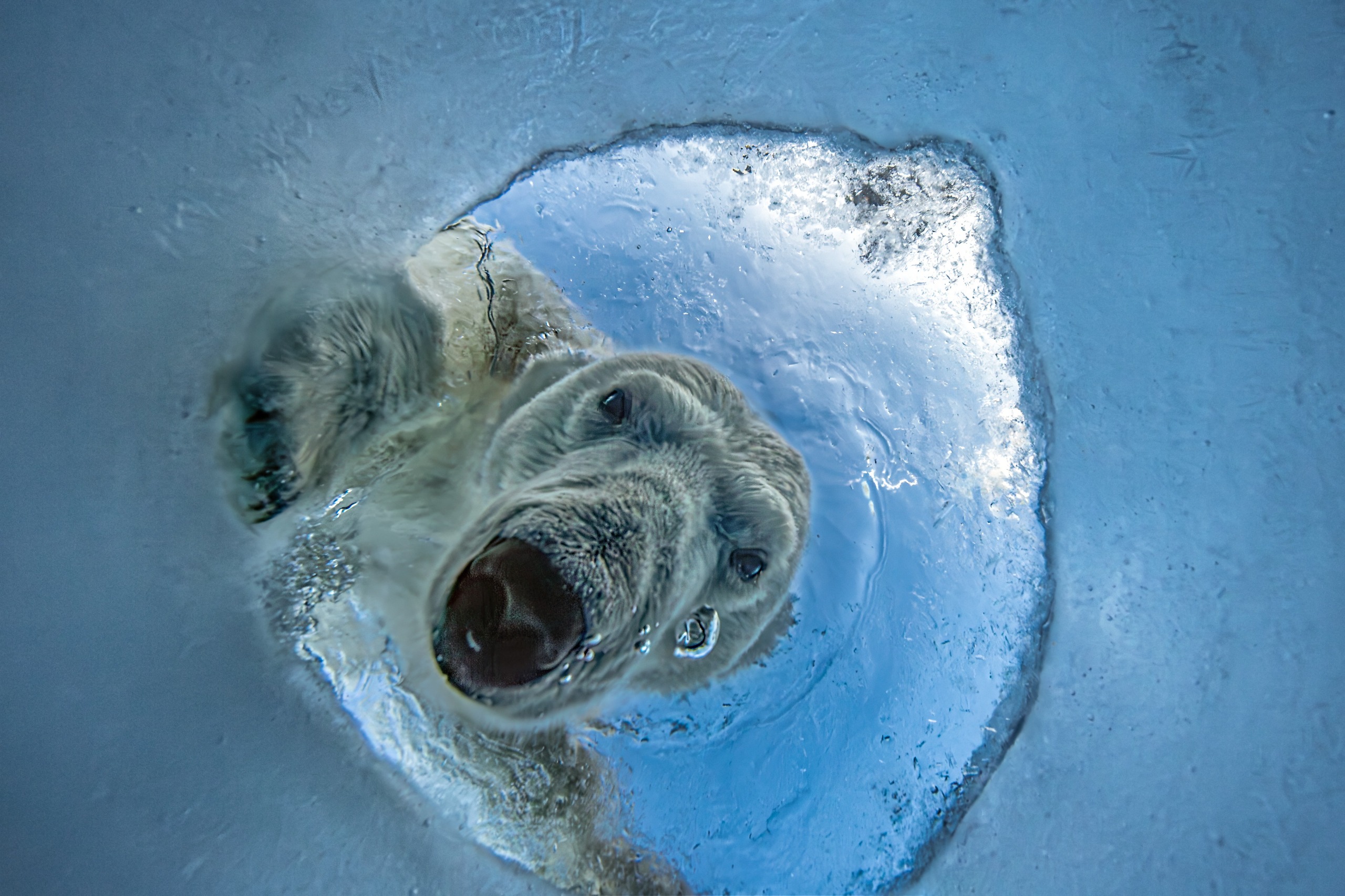 A polar bear peers through a seal's breathing hole in Arctic ice, its face framed by ice, water and rising bubbles as seen from below the surface.